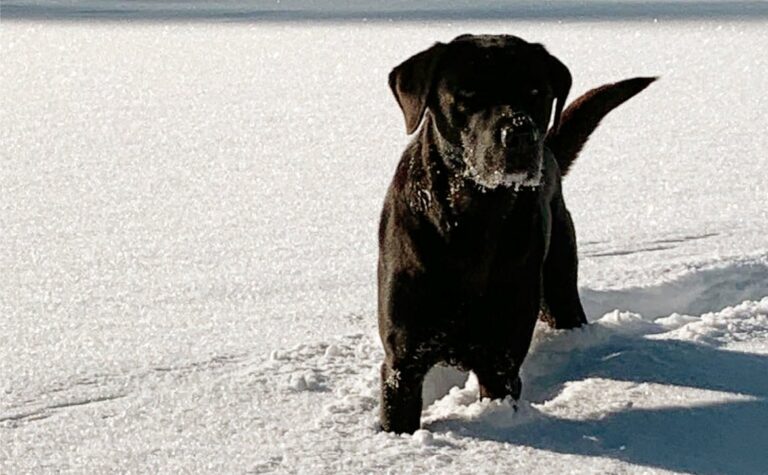 Hund